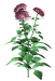 Цветы в PNG
